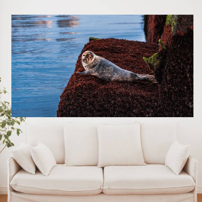Seehund auf Helgoland, Foto Datei zum selber drucken, Abmessung nach Wunsch, max. Höhe 151,91 cm x Breite 270,09 cm