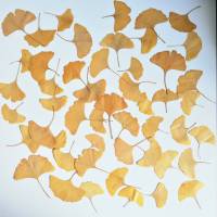 Bastelzubehör, Naturmaterial, 50 getrocknete Ginkgo Blätter gelb, Herbstlaub, Herbstfärbung Bild 1