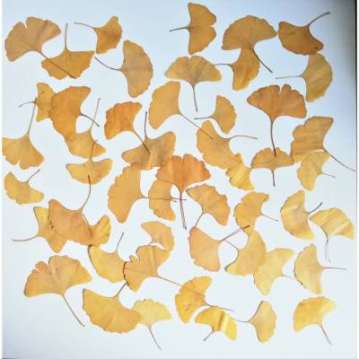 Bastelzubehör, Naturmaterial, 50 getrocknete Ginkgo Blätter gelb, Herbstlaub, Herbstfärbung