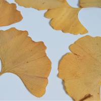 Bastelzubehör, Naturmaterial, 50 getrocknete Ginkgo Blätter gelb, Herbstlaub, Herbstfärbung Bild 2