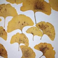 Bastelzubehör, Naturmaterial, 50 getrocknete Ginkgo Blätter gelb, Herbstlaub, Herbstfärbung Bild 4
