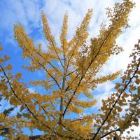 Bastelzubehör, Naturmaterial, 50 getrocknete Ginkgo Blätter gelb, Herbstlaub, Herbstfärbung Bild 6