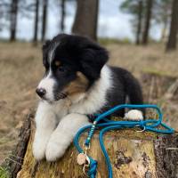 Hundehalsband, Tauhalsband, verstellbar, dunkelblau, gelb, Verschluss mit Leder und Schnalle, für kleine Hunde Bild 10