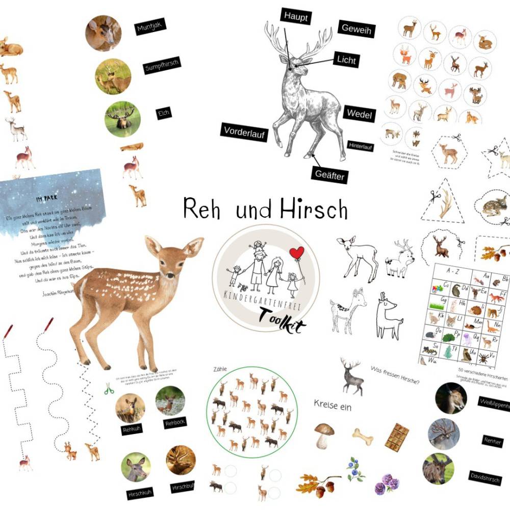 Toolkit: Reh und Hirsch Bild 1