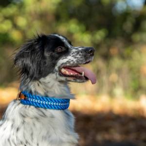 Hundehalsband, verstellbar, mittelblau, Leder blau und Schnalle Bild 9