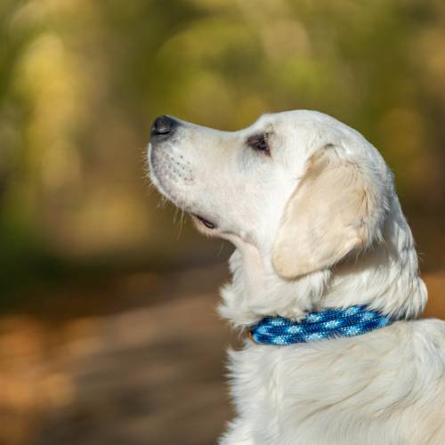 Hundehalsband verstellbar dunkelblau blau weiß mit Leder und Schnalle