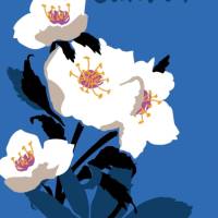 10 Postkarten, Monatskarte Januar mit weißer Blume auf Blau Bild 1