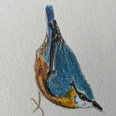 Aquarell Bild Postkarte Kleiber