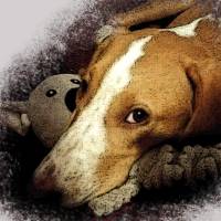 Haustierportrait Hund Aquarell-Effekt | personalisierbar mit Namen - Digitaldruck Tierportrait Bild 4