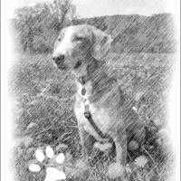Haustierportrait Hund - Bleistiftzeichnung | personalisierbar mit Namen und Pfotenabdruck - Digitaldruck Tierportrait Bild 10