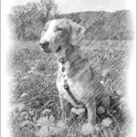 Haustierportrait Hund - Bleistiftzeichnung | personalisierbar mit Namen und Pfotenabdruck - Digitaldruck Tierportrait Bild 7