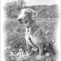 Haustierportrait Hund - Bleistiftzeichnung | personalisierbar mit Namen und Pfotenabdruck - Digitaldruck Tierportrait Bild 8