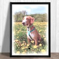 Haustierportrait Hund im Aquarell-Stil | personalisierbar mit Namen, Pfotenabdruck - Digitaldruck Tierportrait Bild 1