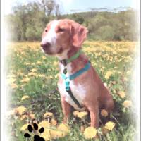 Haustierportrait Hund im Aquarell-Stil | personalisierbar mit Namen, Pfotenabdruck - Digitaldruck Tierportrait Bild 10