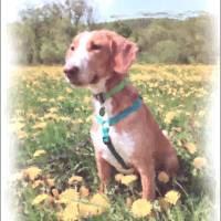 Haustierportrait Hund im Aquarell-Stil | personalisierbar mit Namen, Pfotenabdruck - Digitaldruck Tierportrait Bild 7