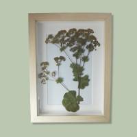 Bild mit echter Pflanze, Frauenmantel getrocknet und gepresst, 15 x 20 cm Bild 1