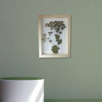 Bild mit echter Pflanze, Frauenmantel getrocknet und gepresst, 15 x 20 cm Bild 2