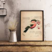 Kunstdruck Vogel Dompfaff, vintage, Poster A4, Wallart, Wandschmuck Bild 1