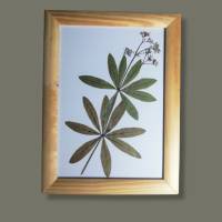 Bild mit echter Pflanze, Waldmeister getrocknet und gepresst, 15 x 20 cm Bild 1