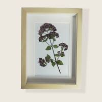 Bild mit echter Pflanze, Oregano getrocknet und gepresst, 15 x 20 cm Bild 1