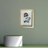 Bild mit echter Pflanze, Oregano getrocknet und gepresst, 15 x 20 cm Bild 2