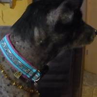 Hundehalsband Klickverschluß mit Fleece gepolstert "Hundis" Bild 2