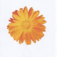 Bügelbild Ringelblume orange für helle Stoffe zum aufbügeln ca. 7,5 x 7,5 cm matt auf Transferpapier bügel Bild Bild 1