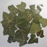22 Blätter Efeu laminiert, Naturmaterial, getrocknetes Blatt, ausgeschnitten Bild 1