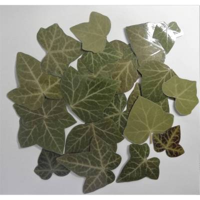 22 Blätter Efeu laminiert, Naturmaterial, getrocknetes Blatt, ausgeschnitten gepresst