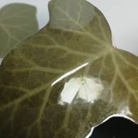 22 Blätter Efeu laminiert, Naturmaterial, getrocknetes Blatt, ausgeschnitten Bild 3