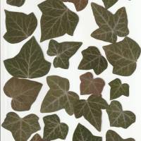 22 Blätter Efeu laminiert, Naturmaterial, getrocknetes Blatt, ausgeschnitten Bild 4