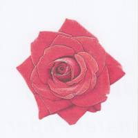 Bügelbild Rose rot Comic Rose für helle Stoffe zum aufbügeln ca. 7,5 x 7,5 cm matt auf Transferpapier bügel Bild Bild 1