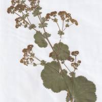 Echte Pflanze getrocknet und gepresst, Herbarium, Frauenmantel Bild 1