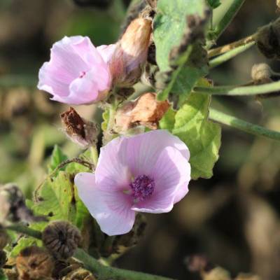 Semi Di Centaurea Minore - 250 Semi Di Centaurium Erythraea | Pianta Officinale Per Digestione E Benessere - Foto 4