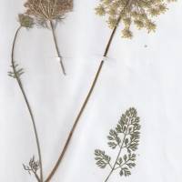 Echte Pflanze getrocknet und gepresst, Herbarium, wilde Möhre Bild 1