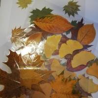 62 Blätter laminiert, Naturmaterial, getrocknetes Blatt, zum Ausschneiden Bild 1