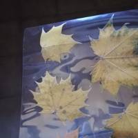62 Blätter laminiert, Naturmaterial, getrocknetes Blatt, zum Ausschneiden Bild 10