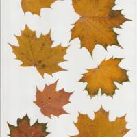 62 Blätter laminiert, Naturmaterial, getrocknetes Blatt, zum Ausschneiden Bild 2