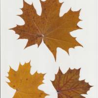 62 Blätter laminiert, Naturmaterial, getrocknetes Blatt, zum Ausschneiden Bild 3