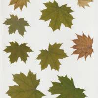 62 Blätter laminiert, Naturmaterial, getrocknetes Blatt, zum Ausschneiden Bild 4