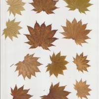 62 Blätter laminiert, Naturmaterial, getrocknetes Blatt, zum Ausschneiden Bild 5