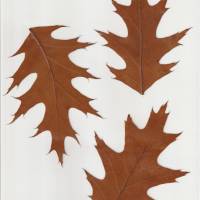 62 Blätter laminiert, Naturmaterial, getrocknetes Blatt, zum Ausschneiden Bild 8