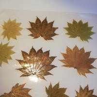 62 Blätter laminiert, Naturmaterial, getrocknetes Blatt, zum Ausschneiden Bild 9