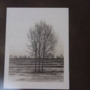 3 kleine Baum Drucke im Holzrahmen Diga Bildkunst 70er 80er Jahre Bild 6