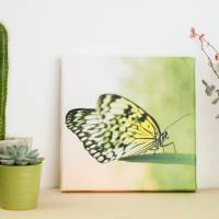 Schmetterling Leinwand Fotografie Wandgestaltung 20 x 20 cm Bild 1