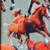 Jersey mit Pferden Pferde 50 x 150 cm Nähen Stoff Pferdeherde Digitaldruck Bild 4
