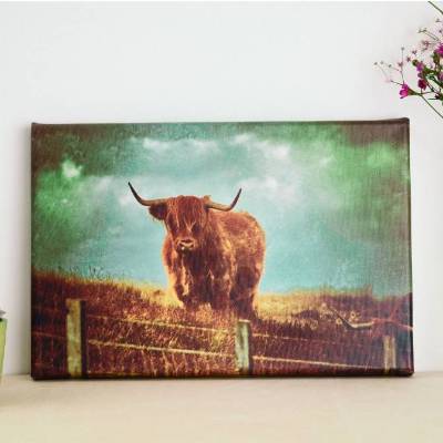 Leinwand Hochlandrind Stier Druck Fotografie 30 x 20 cm Kunst Fotografie Galerie Wanddeko vintage retro modern Wandbild