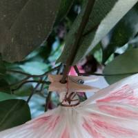 Weiße Magnolien Dekoblume Krepppapierblume Bild 3