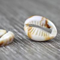 8 Acryl Perlen Anhänger Kauri Muschel Meer maritim Schmuck DIY kein Loch 18x12mm Bild 1