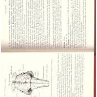 Voss, Herrlinger *** Taschenbuch der Anatomie *** Band 3 *** Bild 2